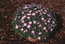 Aster dumosus Aurora Purple