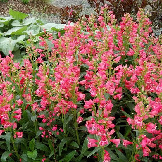 Penstemon Rock Candy&reg; Coral