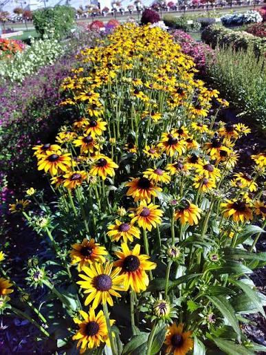 Rudbeckia Suntacular