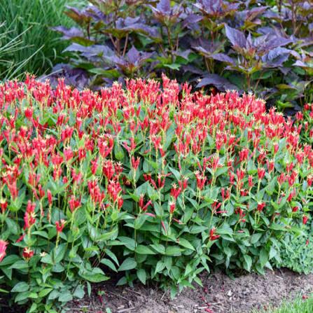 Spigelia marilandica Little Redhead