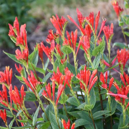 Spigelia marilandica Orange Slices