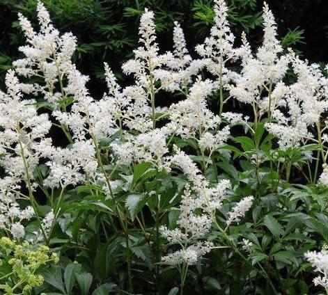 Astilbe chinensis Visions in White