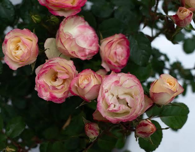 Rosa Enchanted Meadow™