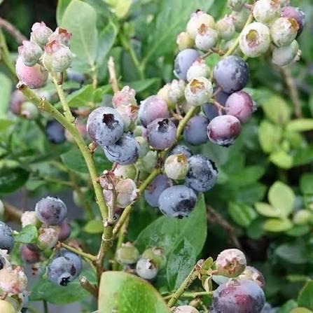 Vaccinium Bushel and Berry&reg; Peach Sorbet&reg; 