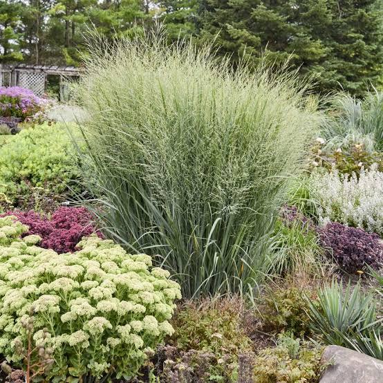 Panicum virgatum Prairie Winds&reg; Totem Pole