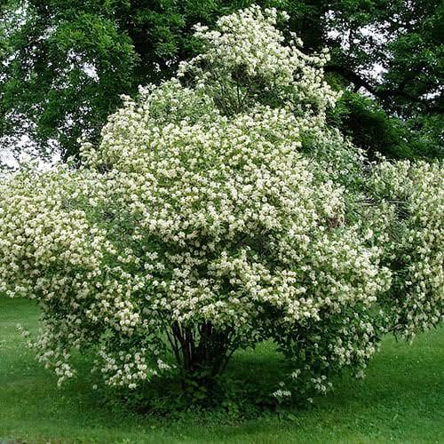 Cornus racemosa 
