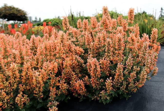 Agastache Peach Pearl