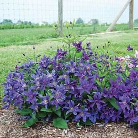 Clematis Sapphire Indigo&trade;