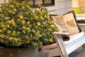 Hypericum x inodorum FloralBerry&reg; Champagne