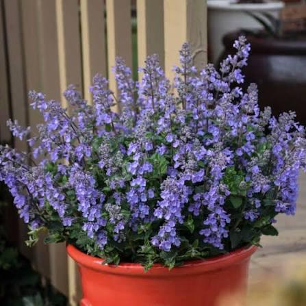 Nepeta Picture Purrfect