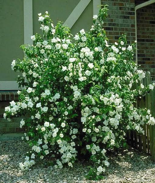 Philadelphus Swan Lake®