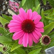 Echinacea Sunmagic Orchid 