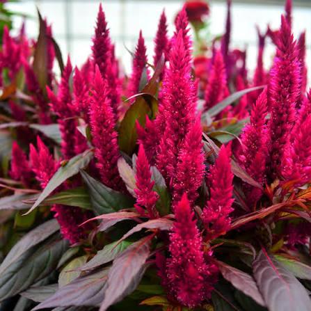 Celosia spicata Kelos&reg; Fire Magenta
