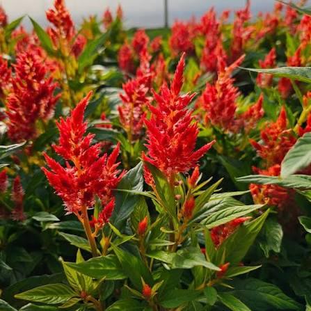 Celosia spicata Kelos&reg; Fire Orange
