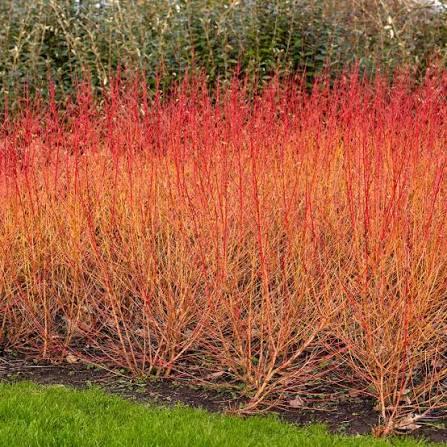 Cornus sanguinea Midwinter Fire