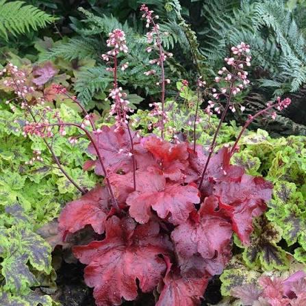 Heuchera Fire Alarm