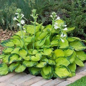 Hosta Avocado