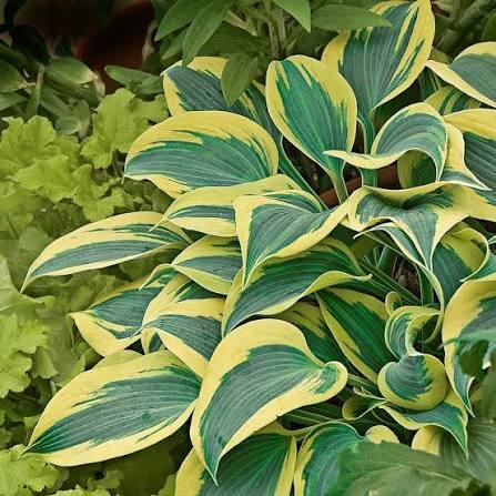 Hosta Shadowland&reg; Etched Glass