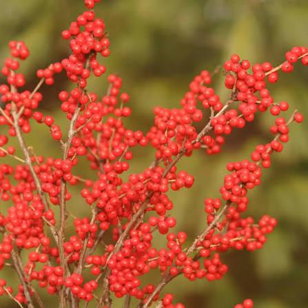Ilex verticillata Berry Nice&reg;