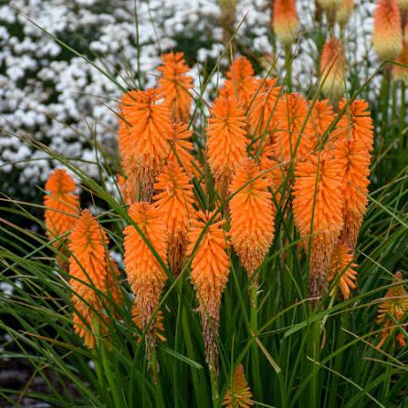 Kniphofia Pyromania&reg; Orange Blaze