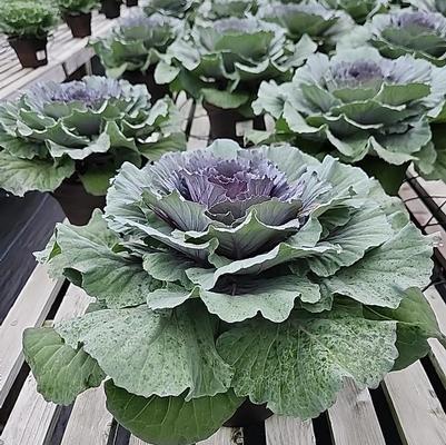 Kale Ornamental Purple 