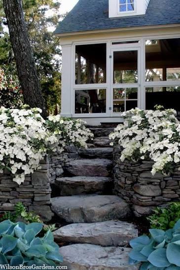 Hydrangea Fairytrail Bride&trade;