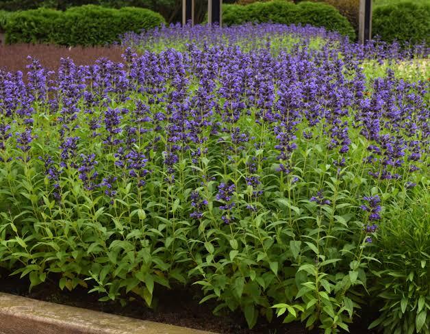 Nepeta subsessilis Prelude&trade; Purple