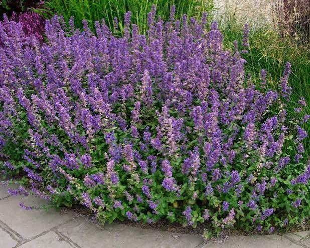 Nepeta grandiflora Summer Magic