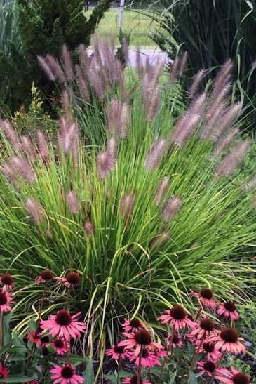 GR-Pennisetum Red Head 