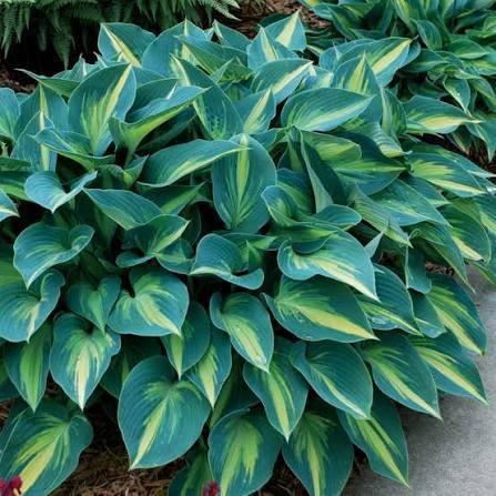 Hosta June