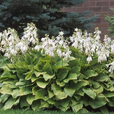 Hosta Royal Standard