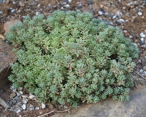 Sedum hispanicum var. minus 