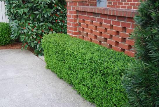 Buxus microphylla Green Beauty