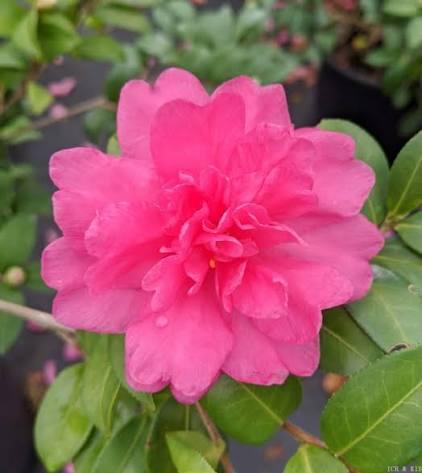 Camellia William Lanier Hunt