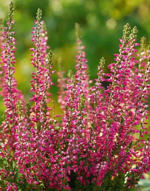 Calluna vulgaris Beauty Ladies® Pink