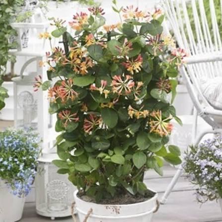 Lonicera Coral Star