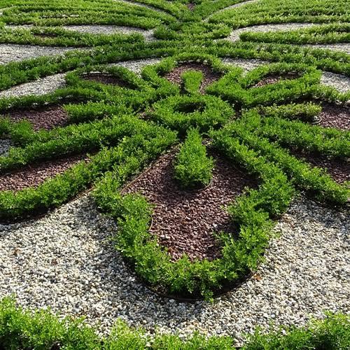 Buxus Better Boxwood® Babylon Babylon Beauty™