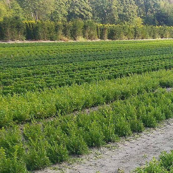 Buxus Better Boxwood® Renaissa Renaissance™
