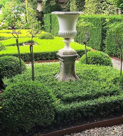 Buxus Better Boxwood® Skylight Skylight&trade;