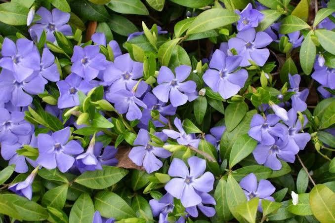 Vinca minor 'Dart's Blue' Dart's Blue