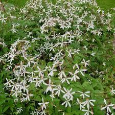 Porteranthus trifoliatus 