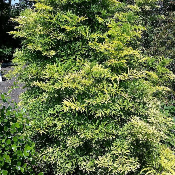 Sambucus nigra Golden Tower