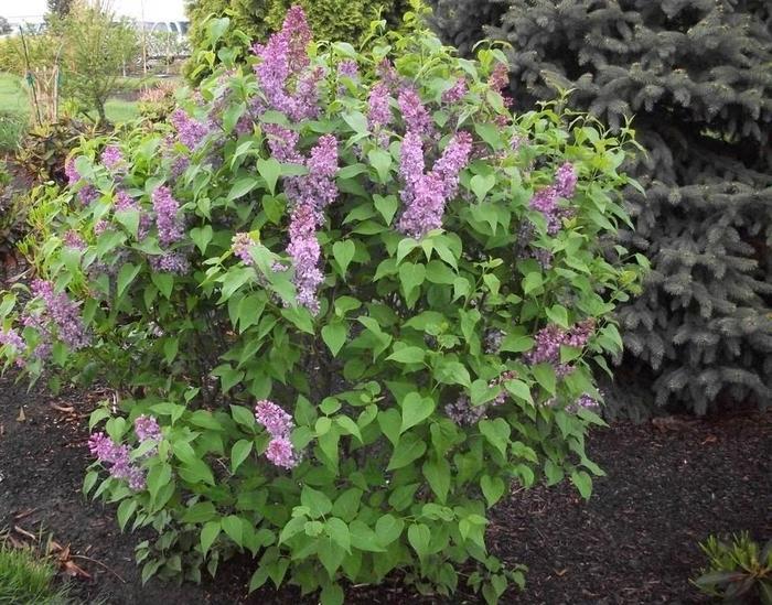 Syringa vulgaris Tiny Dancer™