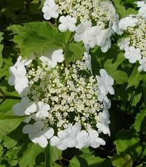 Viburnum trilobum Wentworth