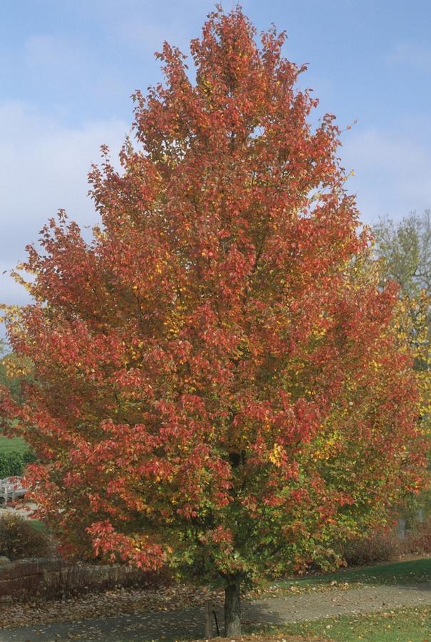 Acer rubrum Redpointe®