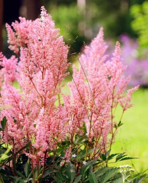 Astilbe simplicifolia Hennie Graafland