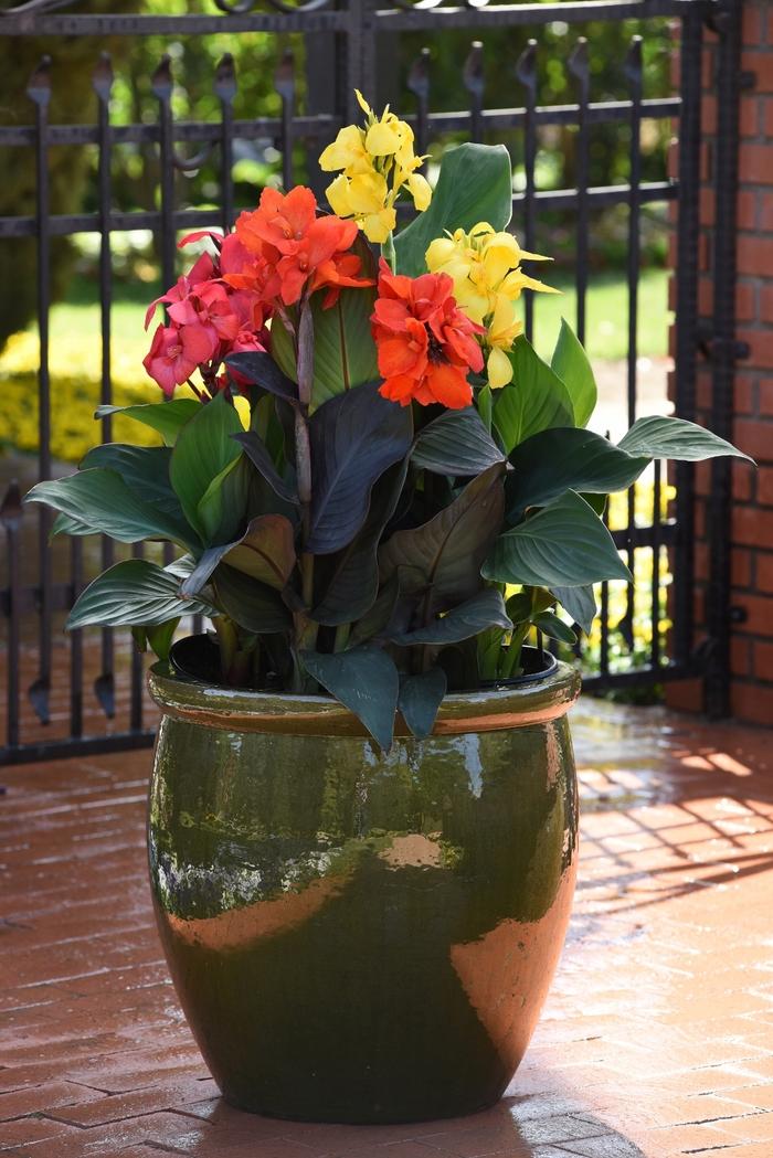 Canna x generalis Cannova® Bronze Orange