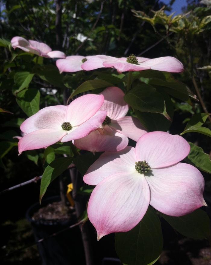 Cornus Variegated Stellar Pink®