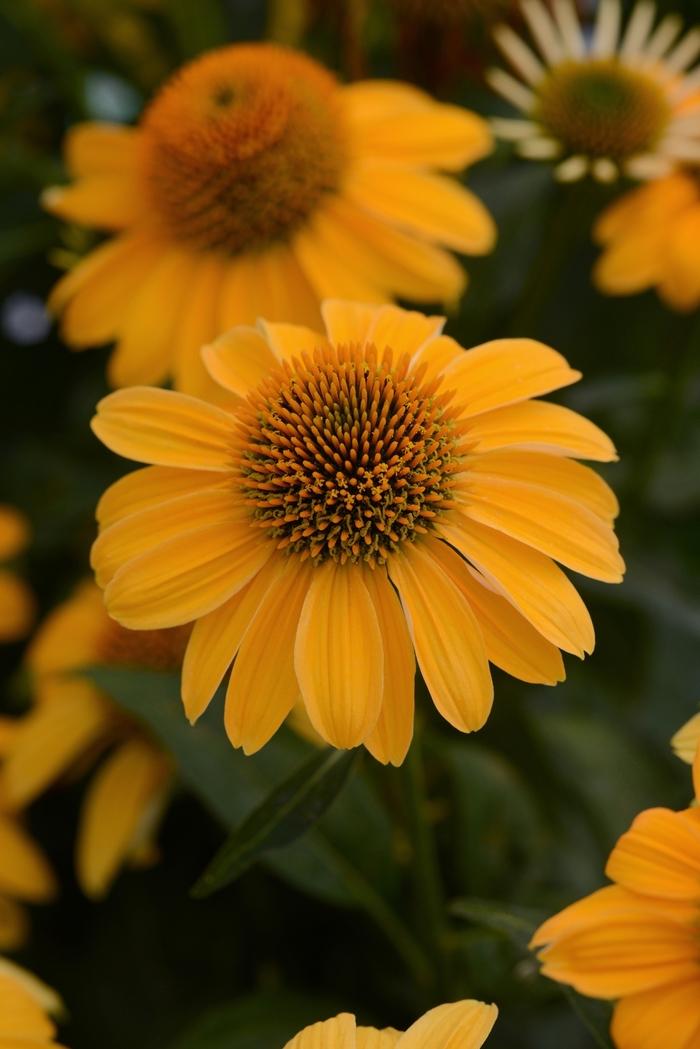 Echinacea Sombrero® Granada Gold