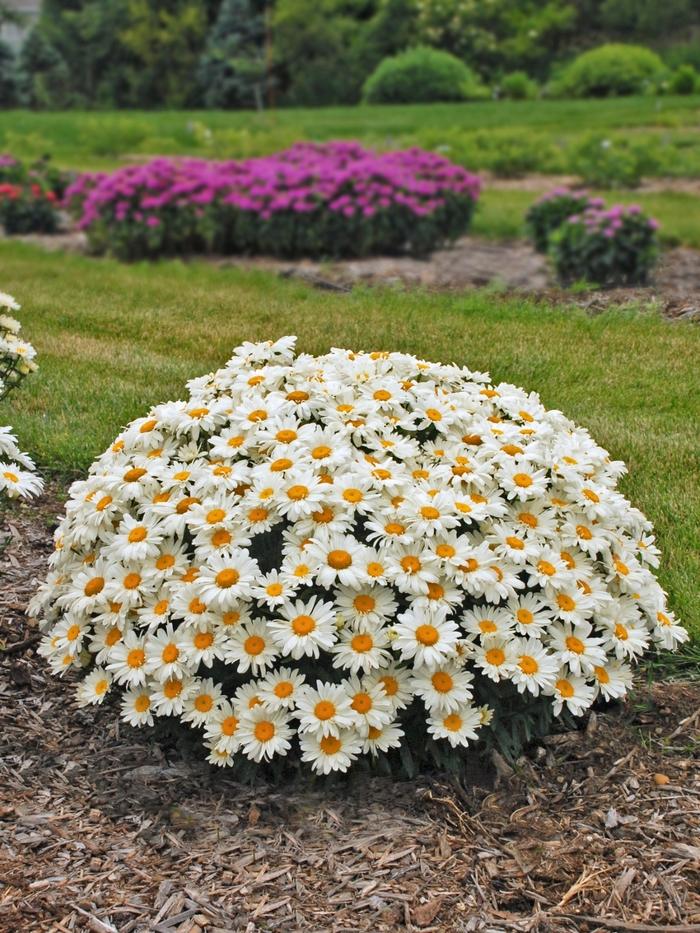 Leucanthemum x superbum Whoops A Daisy